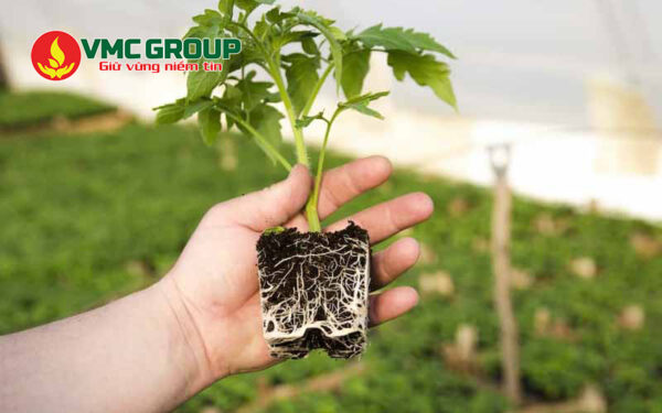 Kali humate đem đến nhiều lợi ích cho cây trồng