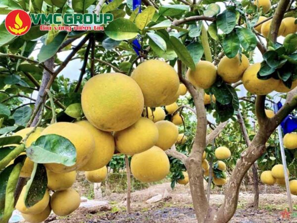 Acid Humic giúp kích thích sự phát triển của cây trồng