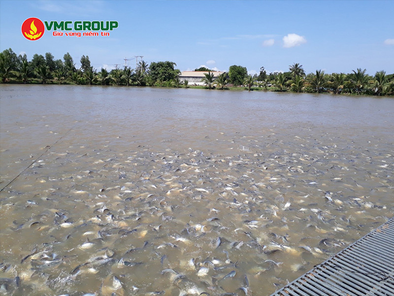 BIO-EM được dùng trong xử lý nước thủy sản