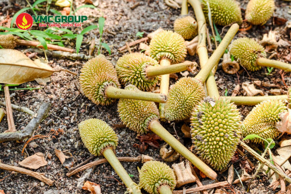Calcium nitrate giúp giảm hiện tượng rụng trái non ở cây trồng