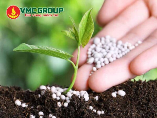 Acid Phosphoric trong phân phón giúp cây phát triển nhanh, năng suất tốt