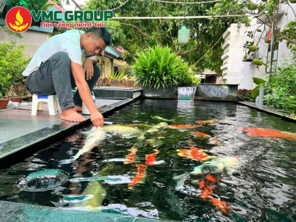 Cách dùng vitamin C cho bể cá cảnh