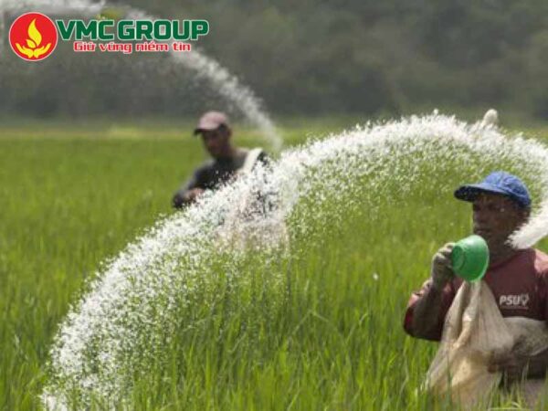 GIÁ ĐẠM SA HIỆN NAY BAO NHIÊU?