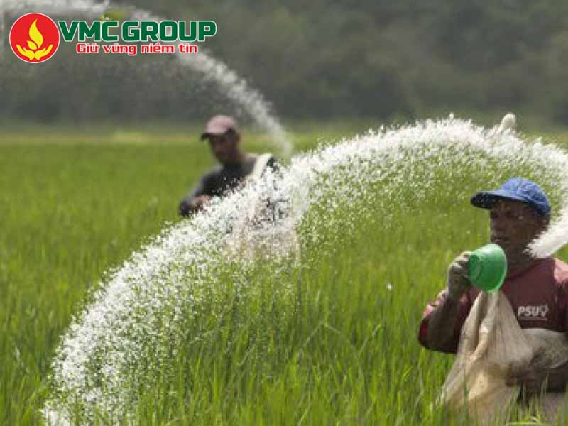 GIÁ ĐẠM SA HIỆN NAY BAO NHIÊU?
