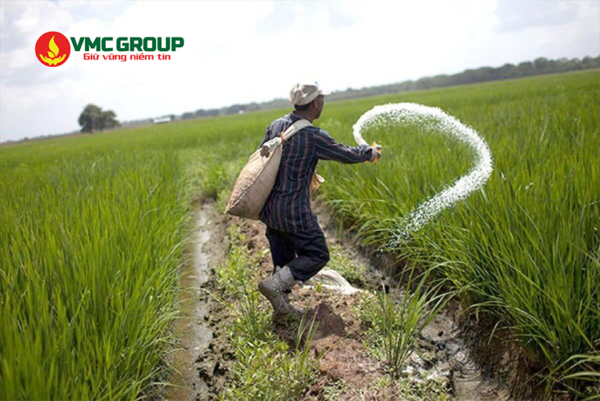 Phân NH4Cl được dùng nhiều cho cây lúa nước