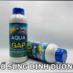 gap