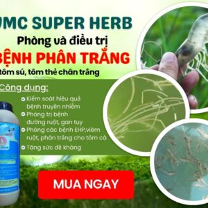 VMC SUPER HERB - THẢO DƯỢC ĐẶC TRỊ PHÂN TRẮNG, ĐƯỜNG RUỘT CHO TÔM