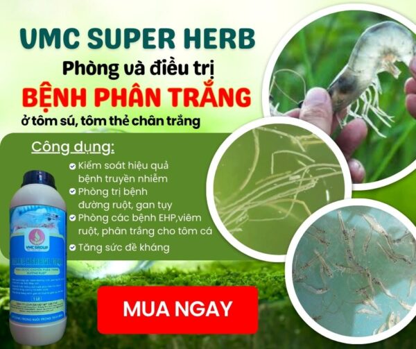 VMC SUPER HERB - THẢO DƯỢC ĐẶC TRỊ PHÂN TRẮNG, ĐƯỜNG RUỘT CHO TÔM