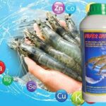 SUPER NUTRITION BỔ SUNG PROTEIN, ACID AMIN, VITAMIN CHO TÔM, CÁ